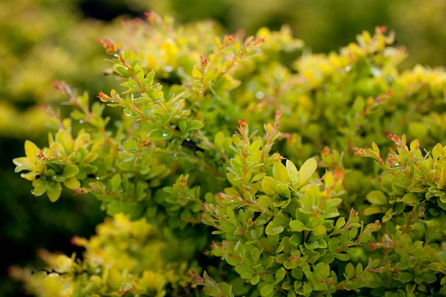 Barberry Sunsation - Sunsation Barberry is a dwarf compact shrub with bright, golden-yellow foliage that emerges light green in spring. Provides excellent color contract and ideal choices as an accent, border, low hedge or barrier plant