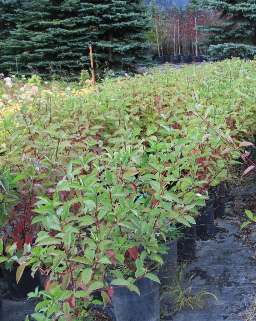 Arctic Fire Dogwood is a compact shrub with a rounded, upright form, dark green foliage, red stems, white flowers in late spring mature to white berries in late summer or in masses; adding year round interest. Perfect for mass plantings and border edging