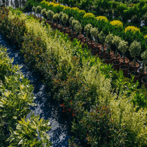 Shrubs & Perennials