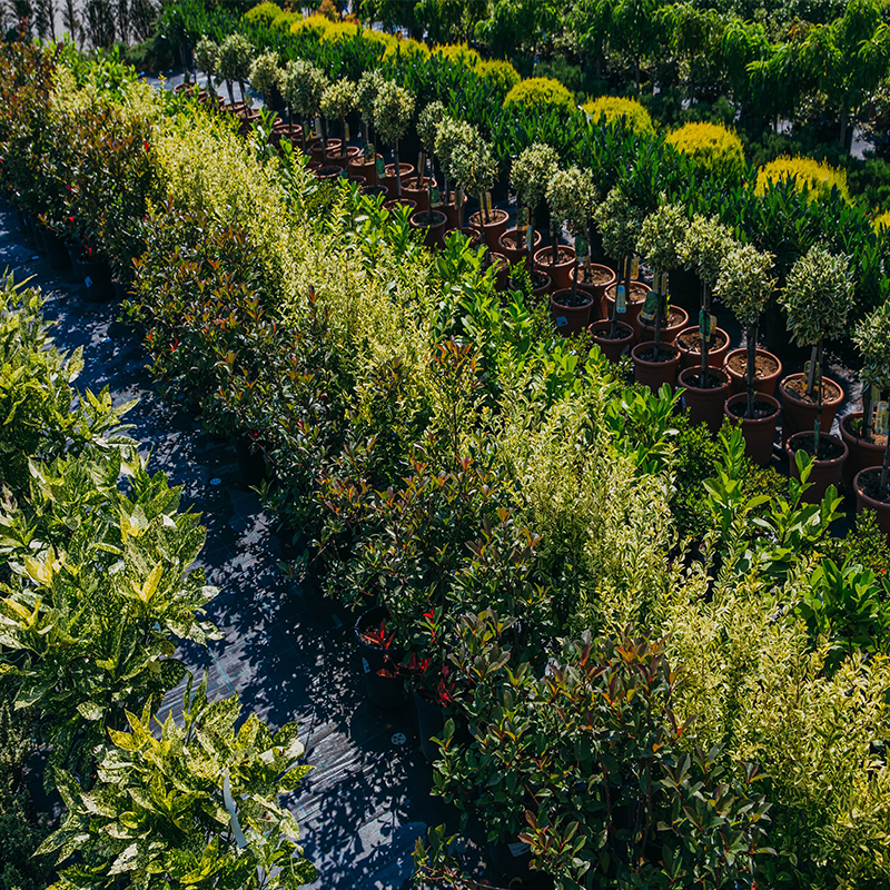 Countryside Tree farms, wholesale trees for sale, trees in bulk trees for sale in Canada