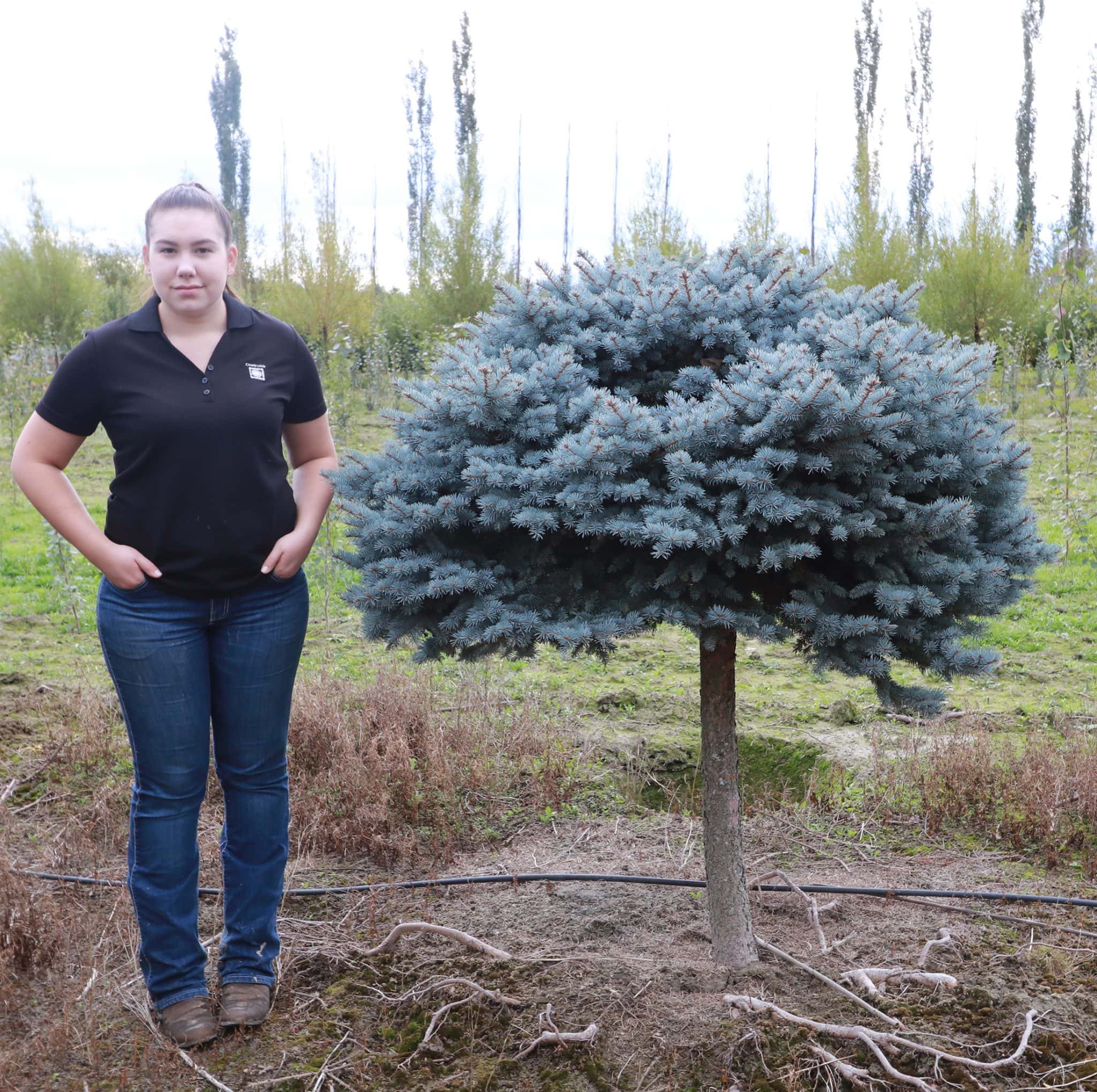 graft globe blue spruce trees