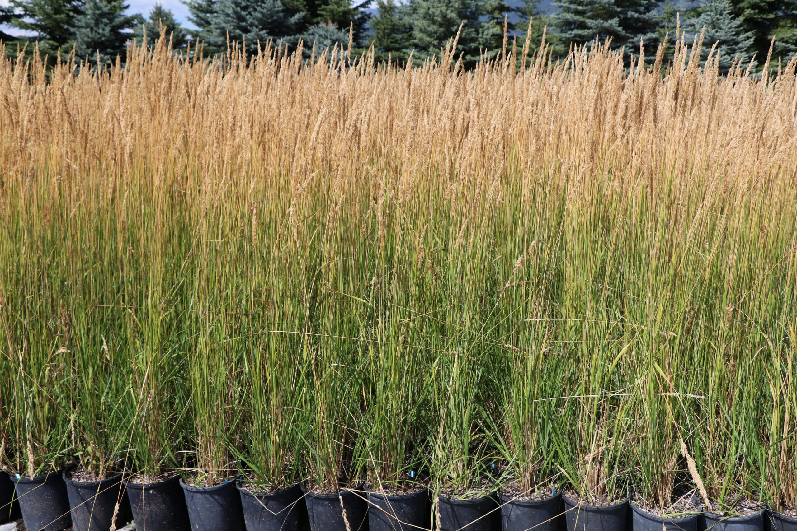 Karl Foerster Grass is a tall perennial that can reach up to 5 feet. Nice tan color seed heads make this grass a favorite in Calgary landscapes both a specimen plants and as mass plantings.
