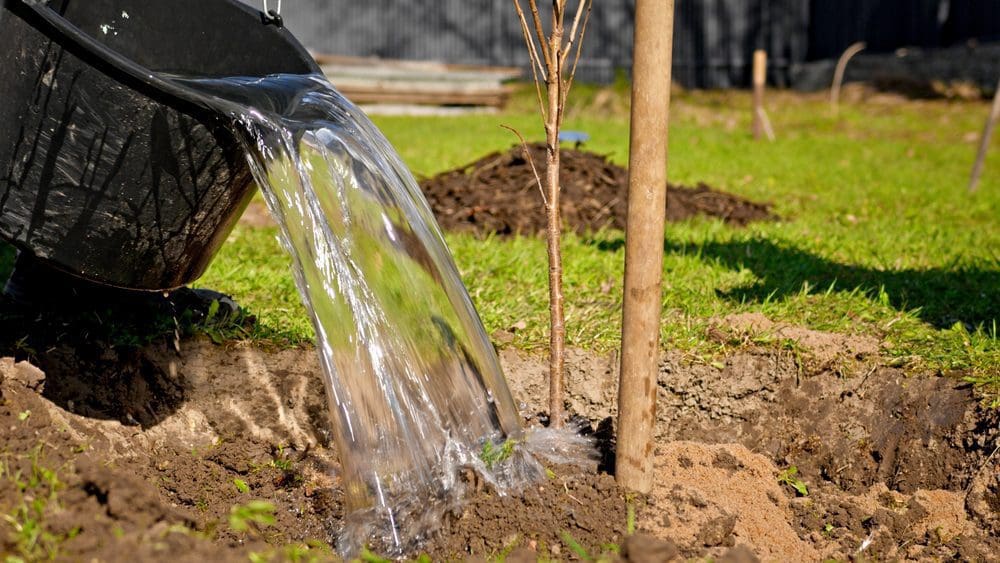 How to Water Newly Planted Trees and Shrubs Countryside Tree Farms & Landscaping