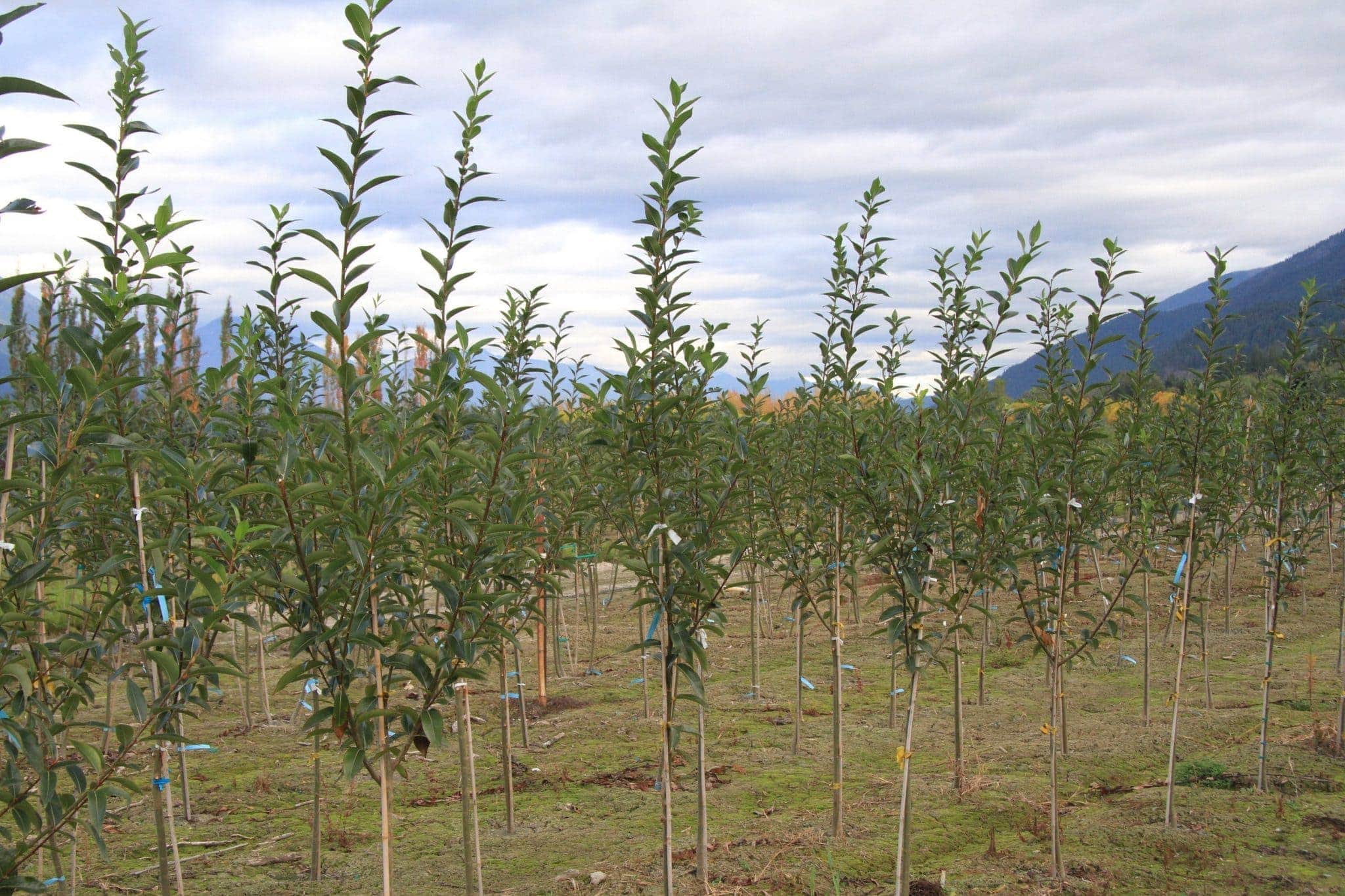 products-willow-laurel-leaf-tree-catalog-trees-shrubs-perennials-landscaping