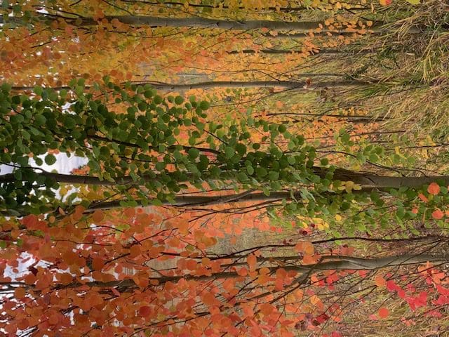 Swedish Columnar Aspen Tree in fall autumn