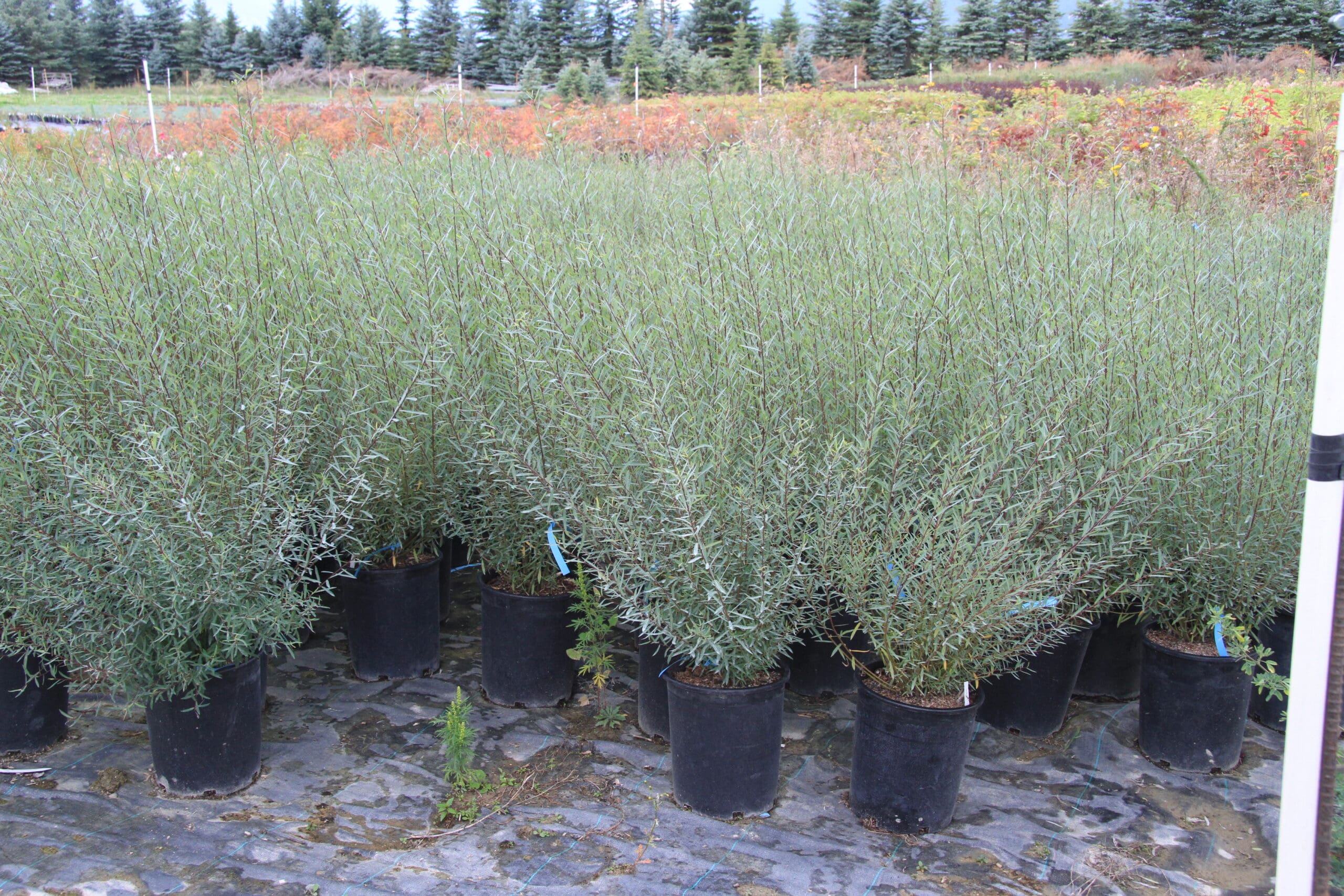 Blue Fox Willow Shrub / PreOrder 2024 / Countryside Trees
