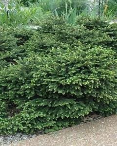 products-spruce-dwarf-norway spruce-trees