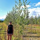 Prairie Dream Birch Multi-Stem Tree