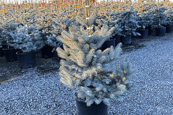 Blue Diamond Spruce 7 Gal