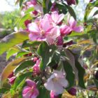 Emerald-Spire-Crabapple