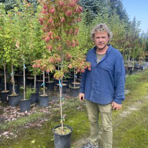 Maple Amur 'Ruby Slippers' - 5 Gal