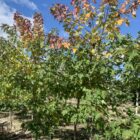 Tree maple trees sale Maple-Silver-Cloud-40mm-10-12_-Early-Fall-Colour