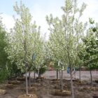 Mayday Tree