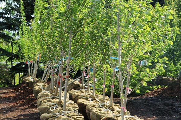 Poplar Sundancer Columnar Tree