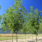 Prairie Spire Ash Trees