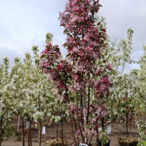 Crabapple 'Courageous' - 15 Gal