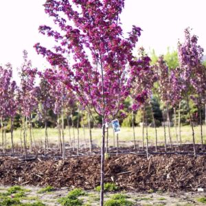 Crabapple 'Gladiator' - 15 Gal