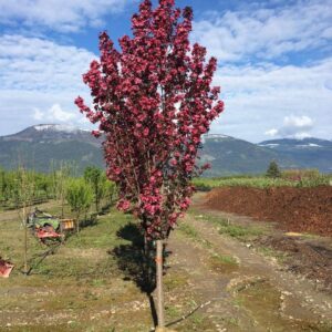 Crabapple 'Gladiator' - 50mm