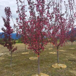 Crabapple 'Thunderchild' - 50mm