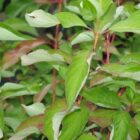 Cardinal Dogwood, Red Twig Dogwood, Shrub