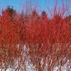 Cardinal Dogwood Shrub, Red Twig Dogwood Shrub
