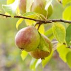 Pear Tree