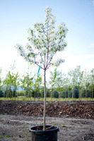 Crabapple 'Spring Snow' - 15 Gal