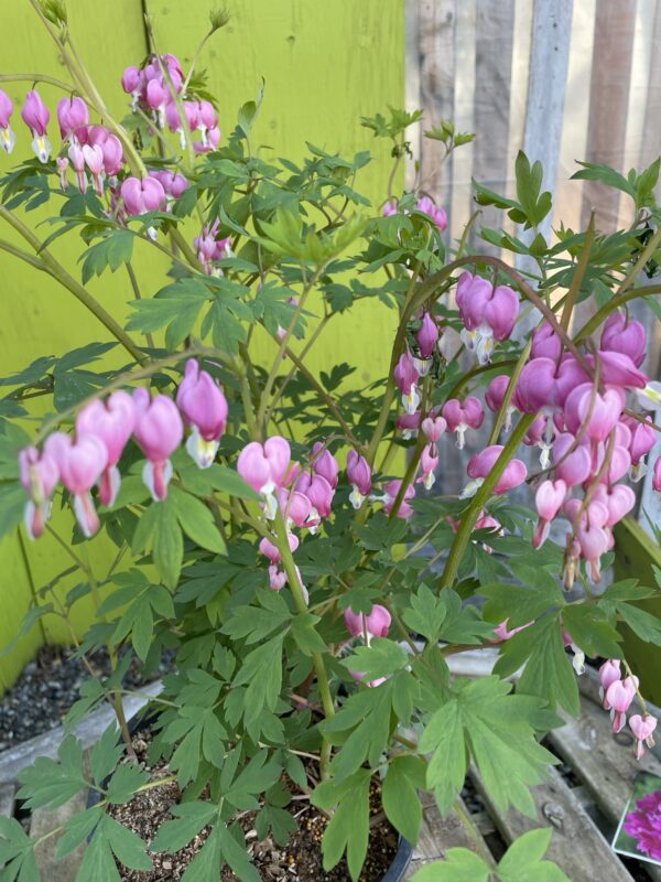 Dicentra Old Fashioned Bleeding Heart Countryside Tree Farms