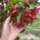Tartarian Maple Tree leaves in red color close up