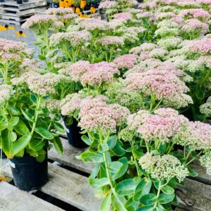 Sedum 'Autumn Joy' Stonecrop - 1 Gal