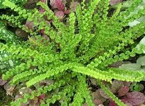 Athyrium 'Frizelliae' Lady Fern