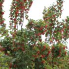 products-maple-tatarian-tree-catalog-trees-shrubs-perennials-landscaping-countryside-garden-centre