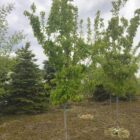tatarian maple tree