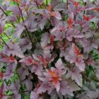 Ninebark Red Baron Shrub