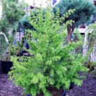 10gal siberian larch caliper