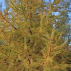 Siberian Larch Tree leaves and fall season