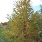 Larch Tree, Larch Siberia, Siberian Larch Tree grown in Alberta weather