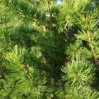 Larch Tree Leaves in Sun