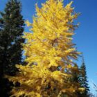 larch siberian tree, Siberian Larch Tree for sale in Alberta