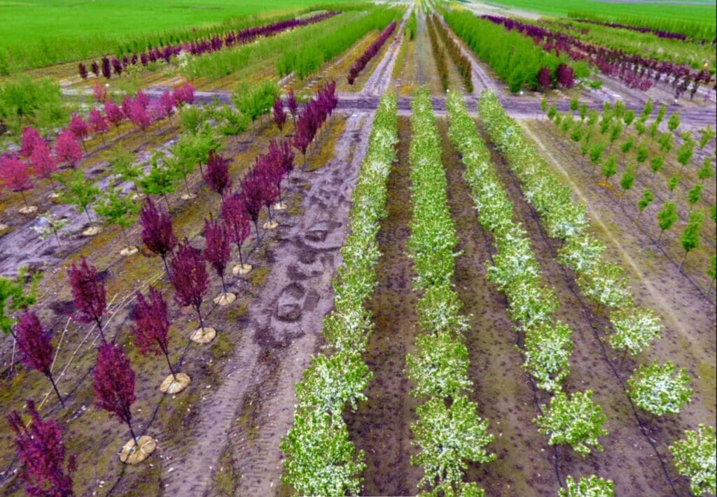 Local tree farm in Alberta offering a variety of deciduous, evergreen, and fruit trees for sale, including garden trees and landscaping options.