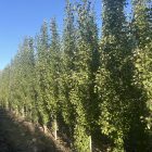 Tall Swedish Aspens with full green foliage, ideal for yards and landscapes in Alberta