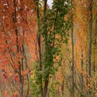 Swedish Columnar Aspen Tree in fall autumn