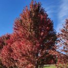 Mature Autumn Blaze Maple