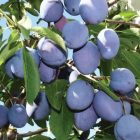 Plum Tree