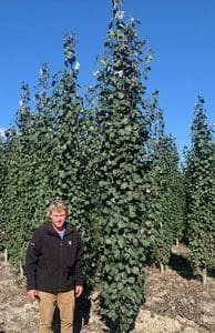 Swedish Columnar Aspen Tree size man stands behind