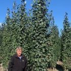 Swedish Columnar Aspen Tree size man stands behind