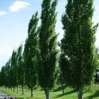 Swedish Columnar Aspen trees with dense upright growth in a garden space in Alberta weather