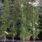 aspen swedish columnar tree leaves potted
