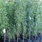 aspen swedish columnar potted trees seedlings