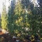 line of trees including aspen swedish columnar in a garden in Alberta